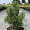 Pin De Bosnie - Pinus Heldreichii Malinkii -Jardin De Fleurs Magasin Pin Pinus heldreichii Malinkii IF 1007842 1