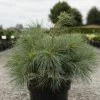 Pin Weymouth - Pinus Strobus Blue Shag -Jardin De Fleurs Magasin Pin Weymouth Pinus strobus Blue Shag IF 1007952 1