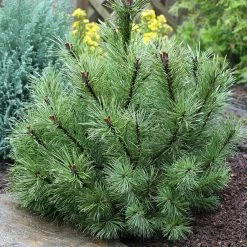 Pin Ã  Crochets Ou Pin De BrianÃ§on - Pinus Uncinata