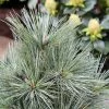 Pin De Weymouth Nain - Pinus Strobus Mary Butler -Jardin De Fleurs Magasin Pin de Weymouth nain Pinus strobus Mary Butler IF 19074 1