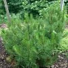 Pin De Bosnie - Pinus Heldreichii (leucodermis) Compact Gem