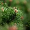 Pin De Montagne - Pinus Mugo Mumpitz -Jardin De Fleurs Magasin Pin de montagne Pinus mugo Mumpitz IF 1007902 1