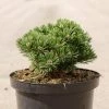 Pin De Montagne - Pinus Mugo Sherwood Compact -Jardin De Fleurs Magasin Pin de montagne Pinus mugo Sherwood Compact IF 1007912 1