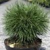 Pin De Montagne - Pinus Mugo Varella -Jardin De Fleurs Magasin Pin de montagne Pinus mugo Varella IF 1007922 1