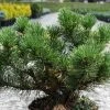 Pin De Montagne - Pinus Mugo Carsten's Wintergold -Jardin De Fleurs Magasin Pin de montagne pinus mugo Carsten s Wintergold IF 1007872 1