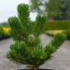 Pin Noir - Pinus Nigra Oregon Green -Jardin De Fleurs Magasin Pin noir Pinus nigra Oregon Green IF 1001662 1