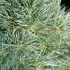 Pin Sylvestre Nain - Pinus Sylvestris Chantry Blue -Jardin De Fleurs Magasin Pin sylvestre nain Pinus sylvestris Chantry Blue IF 19077 1