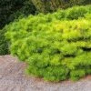 Pinus Densiflora Jane Kluis - Pin Rouge Du Japon -Jardin De Fleurs Magasin Pinus densiflora Jane Kluis 0723002 1