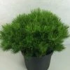 Pin Rouge Du Japon - Pinus Densiflora Low Glow -Jardin De Fleurs Magasin Pinus densiflora Low Glow 724002 1