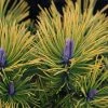Pinus Mugo Golden Glow - Pin De Montagne