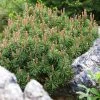 Pinus Mugo Mops - Pin De Montagne -Jardin De Fleurs Magasin Pinus mugo Mops 0730002 1 1