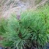 Pin Des Montagnes - Pinus Mugo Mughus -Jardin De Fleurs Magasin Pinus mugo Mughus 80014 1