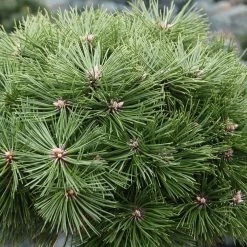 Pinus Nigra Agnes BrÃ©geon - Pin Noir