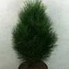 Pinus Nigra Green Tower - Pin Noir -Jardin De Fleurs Magasin Pinus nigra Green Tower 733002 1