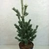 Pinus Parviflora Azumi Goye - Pin Blanc Du Japon -Jardin De Fleurs Magasin Pinus parviflora Azumi Goye 736002 1