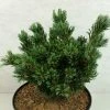 Pinus Parviflora Beran - Pin Blanc Du Japon -Jardin De Fleurs Magasin Pinus parviflora Beran 737002 1