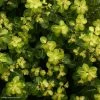 Pittosporum Tenuifolium Abbotsbury Gold -Jardin De Fleurs Magasin Pittosporum Abbotsbury Gold 82802 1 1