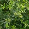 Pittosporum Heterophyllum - Oranger De Chine -Jardin De Fleurs Magasin Pittosporum heterophyllum 83439 1