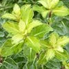 Pittosporum Tenuifolium Gold Star -Jardin De Fleurs Magasin Pittosporum tenuifolium Gold Star 100800 1