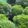 Pittosporum Tobira Nanum -Jardin De Fleurs Magasin Pittosporum tobira Nanum 781511 1
