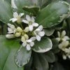 Pittosporum Tobira Variegatum -Jardin De Fleurs Magasin Pittosporum tobira Variegatum 8897011 1