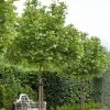 Platanus Acerifolia Alphen's Globe - Platane Boule -Jardin De Fleurs Magasin Platanus acerifolia Alphen s Globe 87309 1