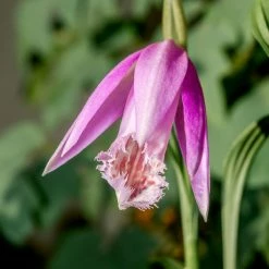 Pleione Formosana - OrchidÃ©e De Formose Terrestre