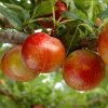Pluot Flavor Candy - Prunus Pluot -Jardin De Fleurs Magasin PluotFlavor Candy 79215 1