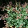 Podocarpus Lawrencii Red Tip -Jardin De Fleurs Magasin Podocarpus lawrencii Red Tip copyright 1001681 1