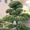 Pin Des Bouddhistes - Podocarpus Macrophyllus -Jardin De Fleurs Magasin Podocarpus macrophyllus 0756002 1