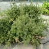 Podocarpus Des Neiges - Podocarpus Nivalis -Jardin De Fleurs Magasin Podocarpus nivalis 0757002 1