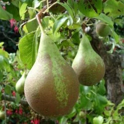 Poirier ConfÃ©rence - Palmette Simple U