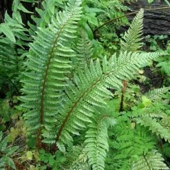 Polystichum Neolobatum - FougÃ¨re Sabre