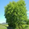 Peuplier Tremble - Populus Tremula -Jardin De Fleurs Magasin Populus tremula 781527 1