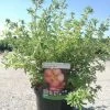 Potentilla Fructicosa Glamour Girl - Potentille Arbustive -Jardin De Fleurs Magasin Potentilla fructicosa Glamour Girl 85761 1