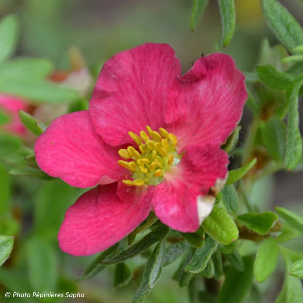 Potentilla Fruticosa Bellissima - Potentille Arbustive 1 Potentilla Fruticosa Bellissima - Potentille Arbustive