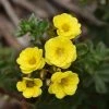 Potentilla Fruticosa Citrus Tart- Potentille Arbustive -Jardin De Fleurs Magasin Potentilla fruticosa Citrus Tart 87403 1