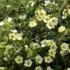 Potentille Arbustive - Potentilla Fruticosa Creamissima -Jardin De Fleurs Magasin Potentilla fruticosa Creamissima V 1008051 1