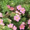 Potentilla Fruticosa Lovely Pink- Potentille Arbustive -Jardin De Fleurs Magasin Potentilla fruticosa Lovely Pink 84214 1