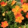 Potentilla Fruticosa Orangissima - Potentille Arbustive -Jardin De Fleurs Magasin Potentilla fruticosa Orang issima copyright 1008121 1