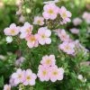 Potentille Arbustive - Potentilla Fruticosa Pink Beauty -Jardin De Fleurs Magasin Potentilla fruticosa Pink Beauty 1008131 1