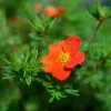 Potentille Arbustive - Potentilla Fruticosa Red Joker 2 Potentille Arbustive - Potentilla Fruticosa Red Joker -Jardin De Fleurs Magasin Potentilla fruticosa Red Joker copyright 100814 1