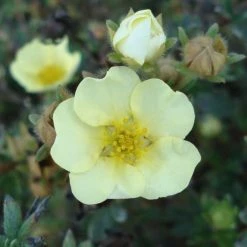 Potentilla Fruticosa Primrose Beauty - Potentille Arbustive