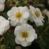 Potentilla Fruticosa Creme BrulÃ©e- Potentille Arbustive
