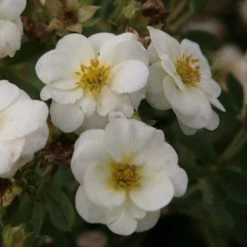 Potentilla Fruticosa Creme BrulÃ©e- Potentille Arbustive