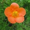 Potentille Arbustive Hopley's Orange -Jardin De Fleurs Magasin Potentille arbustive Hopley s Orange 781785 1