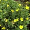 Potentille Arbustive Kobold -Jardin De Fleurs Magasin Potentille arbustive Kobold 781784 1