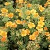 Potentilla Fruticosa Mango Tango- Potentille Arbustive -Jardin De Fleurs Magasin Potentille arbustive Mango Tango 781786 1 2