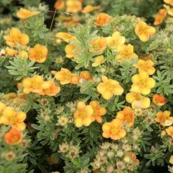 Potentilla Fruticosa Mango Tango- Potentille Arbustive