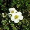 Potentilla Fruticosa Tilford Cream- Potentille Arbustive -Jardin De Fleurs Magasin Potentille arbustive Potentilla fruticosa Tilford Cream copyright 1001711 2